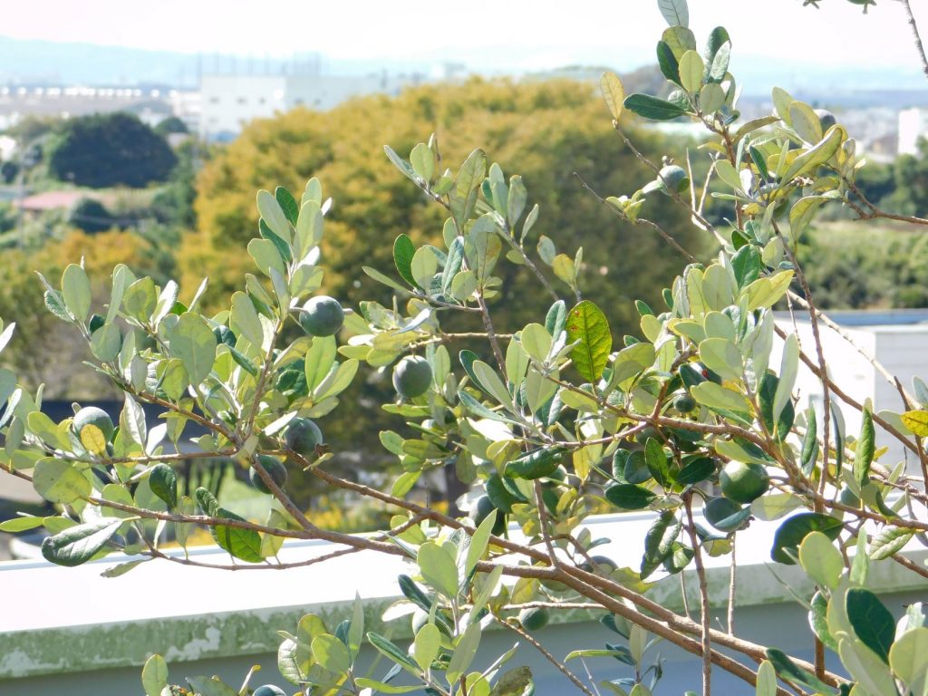 フェイジョアでジャムを作ってみました 高座クリーンセンター 環境プラザ